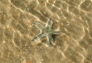 Starfish on the shoal