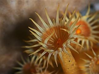 Yellow encrusting anemones