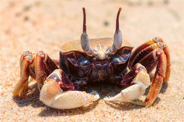Beach crab hunting on the sand beach