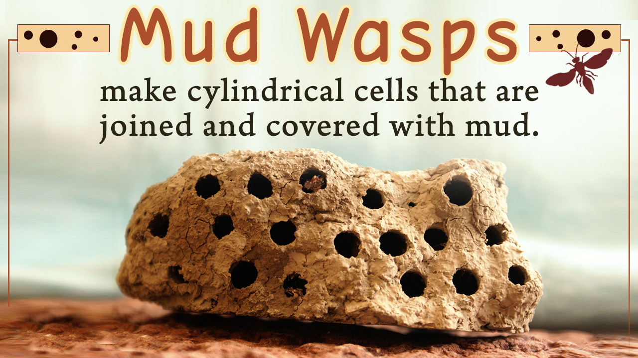 Mud Wasp Nest Removal