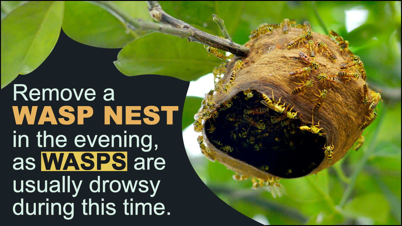 Natural Wasp Nest Removal
