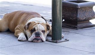 Bulldog Waiting for His Owner
