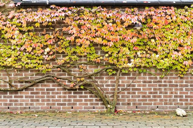 colorful tree in front of brick wall at autumn