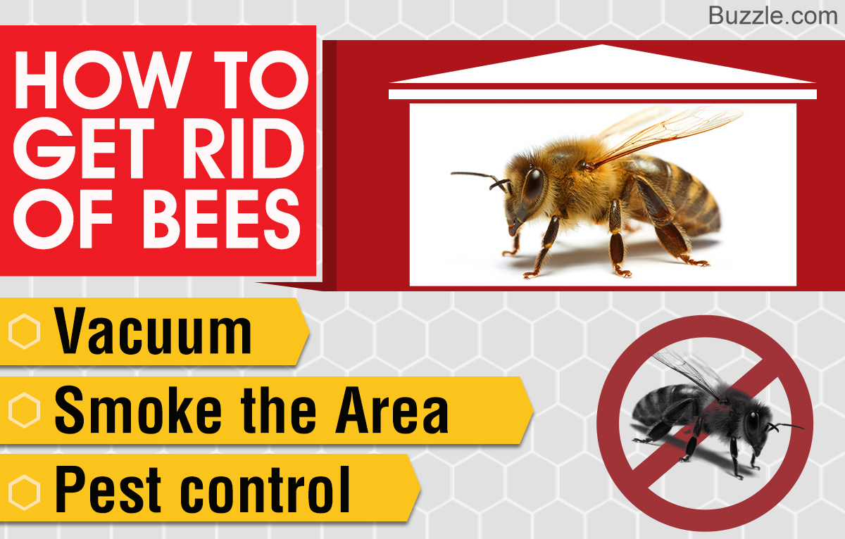 Different Types of Bees in the House and Ways to Get Rid of Them - Home  Quicks