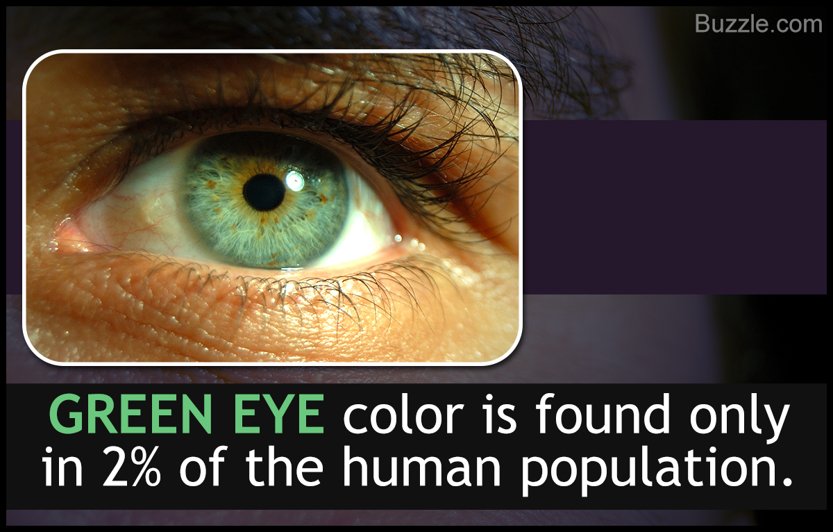 Eye Color Chart: Interesting Facts About the Different Variants