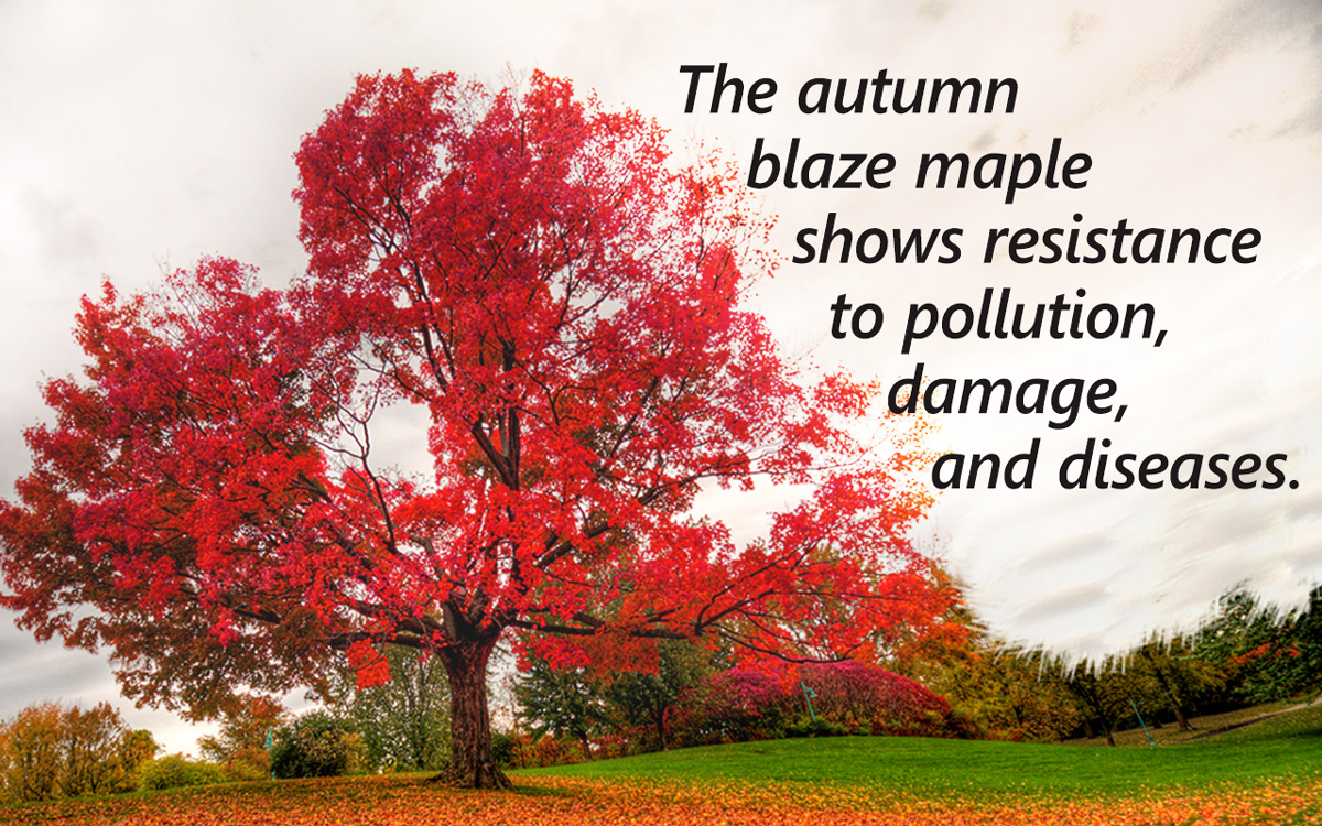 Autumn Blaze Maple Growth Rate