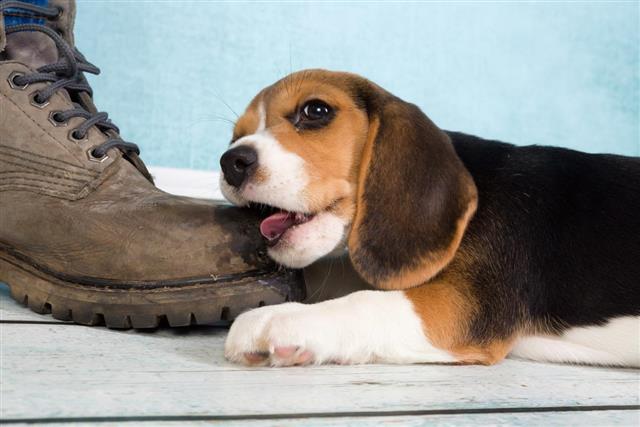 Puppy chewing on foot