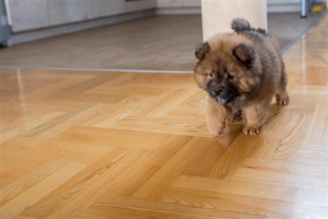 Cute puppy walking on parquet floor.