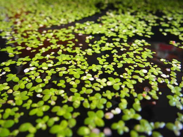 Duckweed (Lemnoideae) in a pond