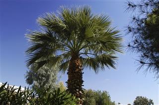 Desert Palm tree
