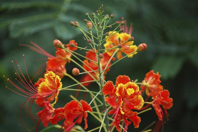 Mexican Bird of Paradise Flower