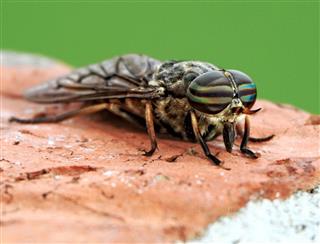 Horsefly Insect