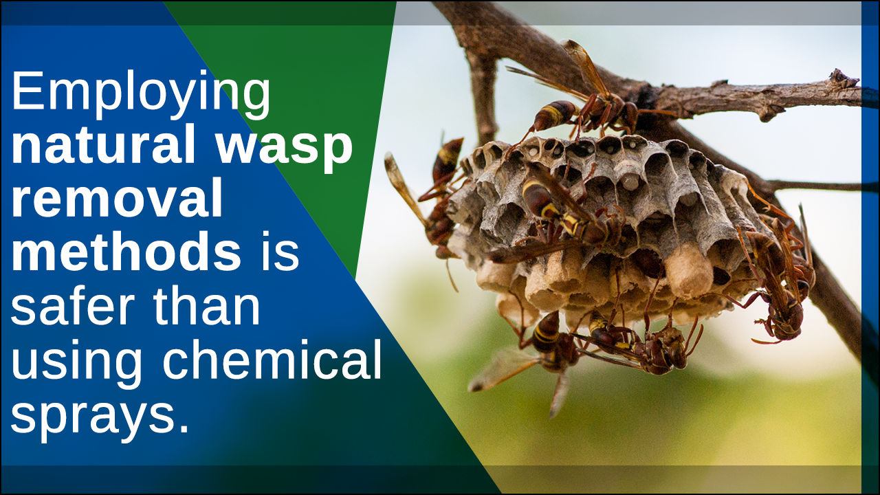 Wasp Nest Removal Spray