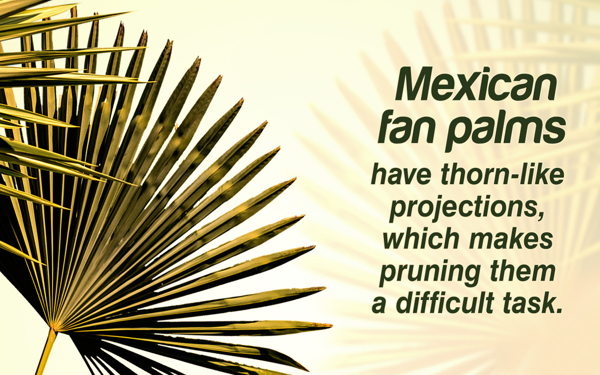 Mexican Fan Palm Care