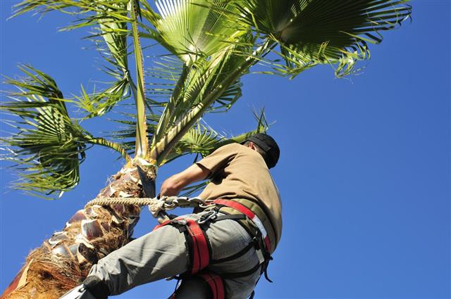 Gardener Trimming Palm Tree