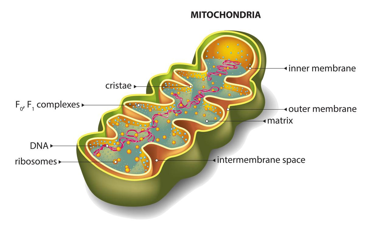 Structure of plant mitochondria