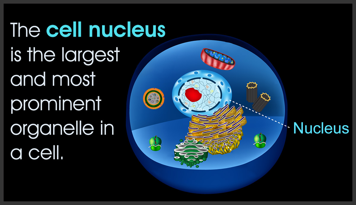 Facts about the Cell Nucleus - Biology Wise