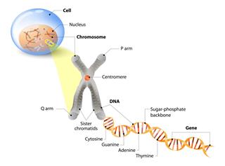 Cell, Chromosome, DNA and gene