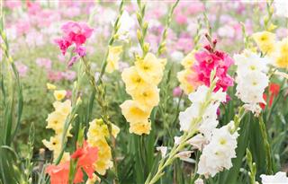 gladiolus Flower