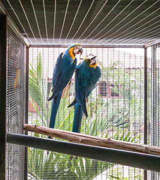Couple blue gold macaw bird in the cage