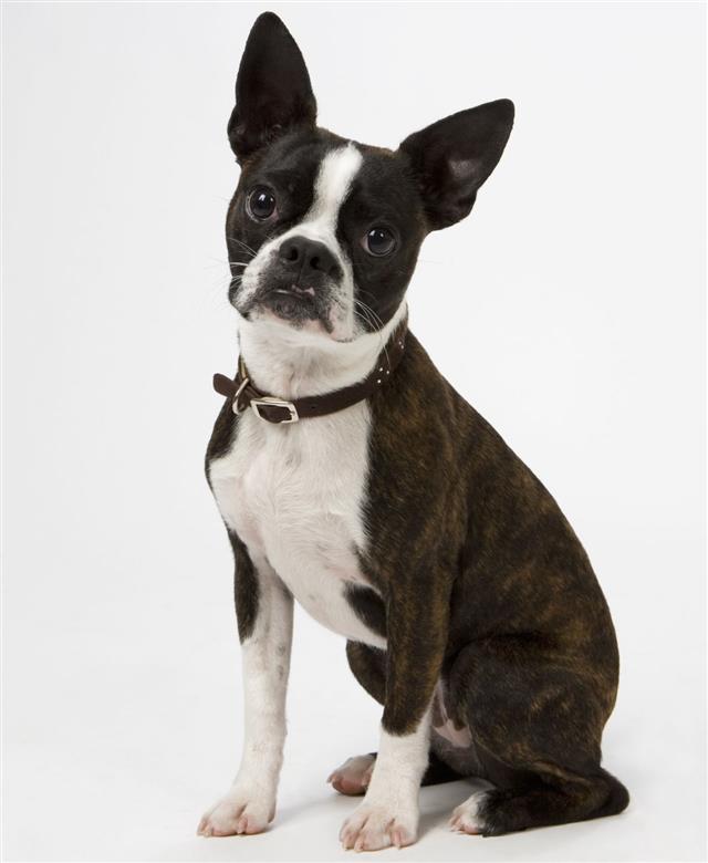 Boston Terrier Sitting In A Pose