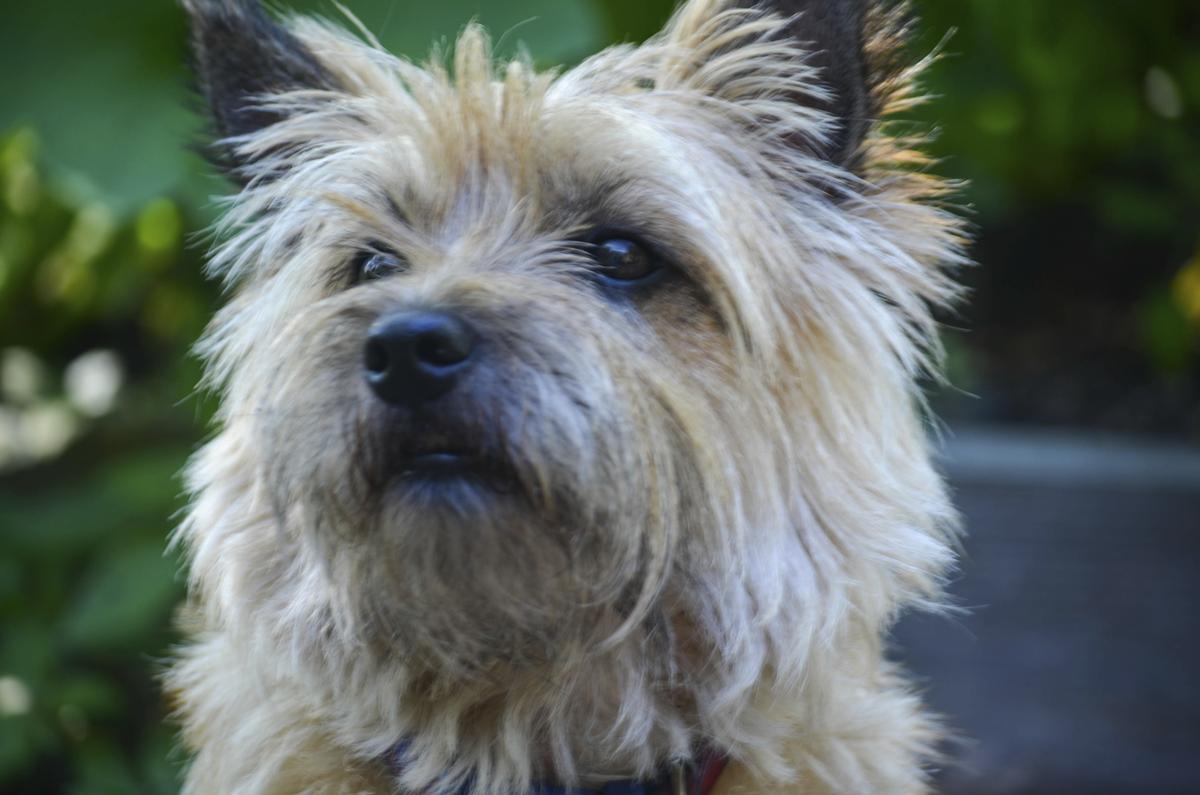 Cairn Terrier Mix Dogappy