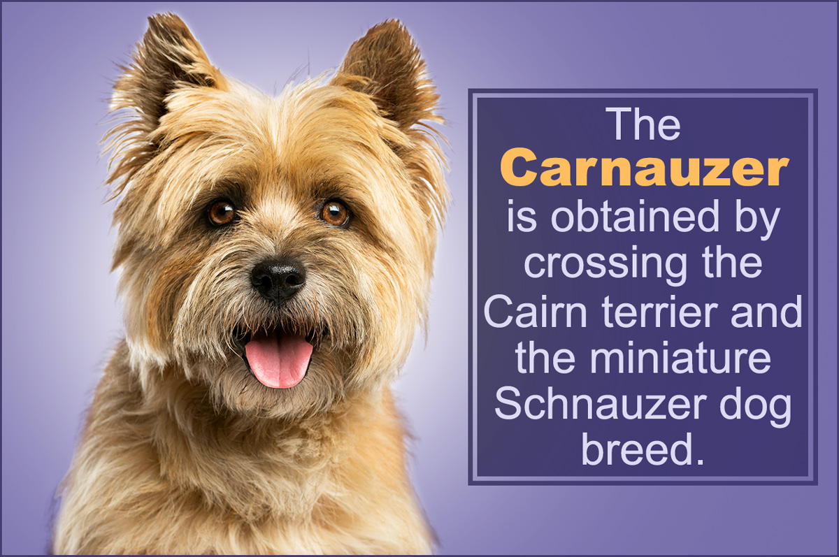 Cairn Terrier Mix
