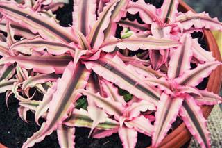 Cryptanthus zonatus plant