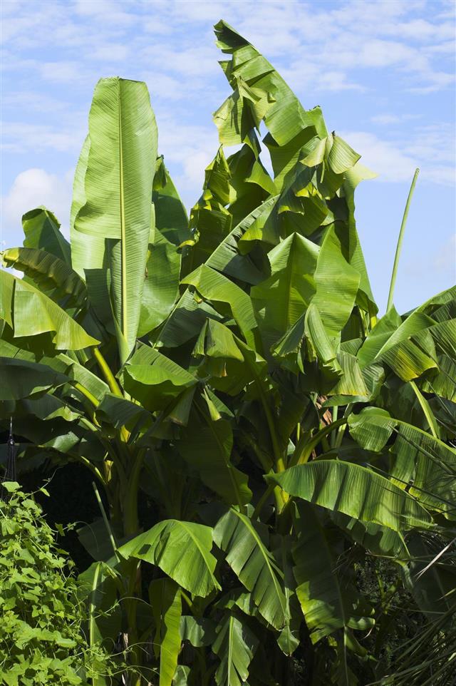Basjoo Banana Tree