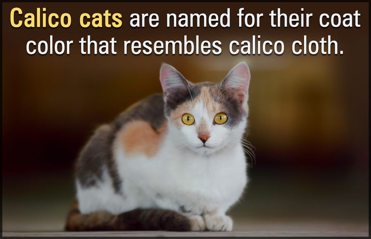 Calico Cat Breeds