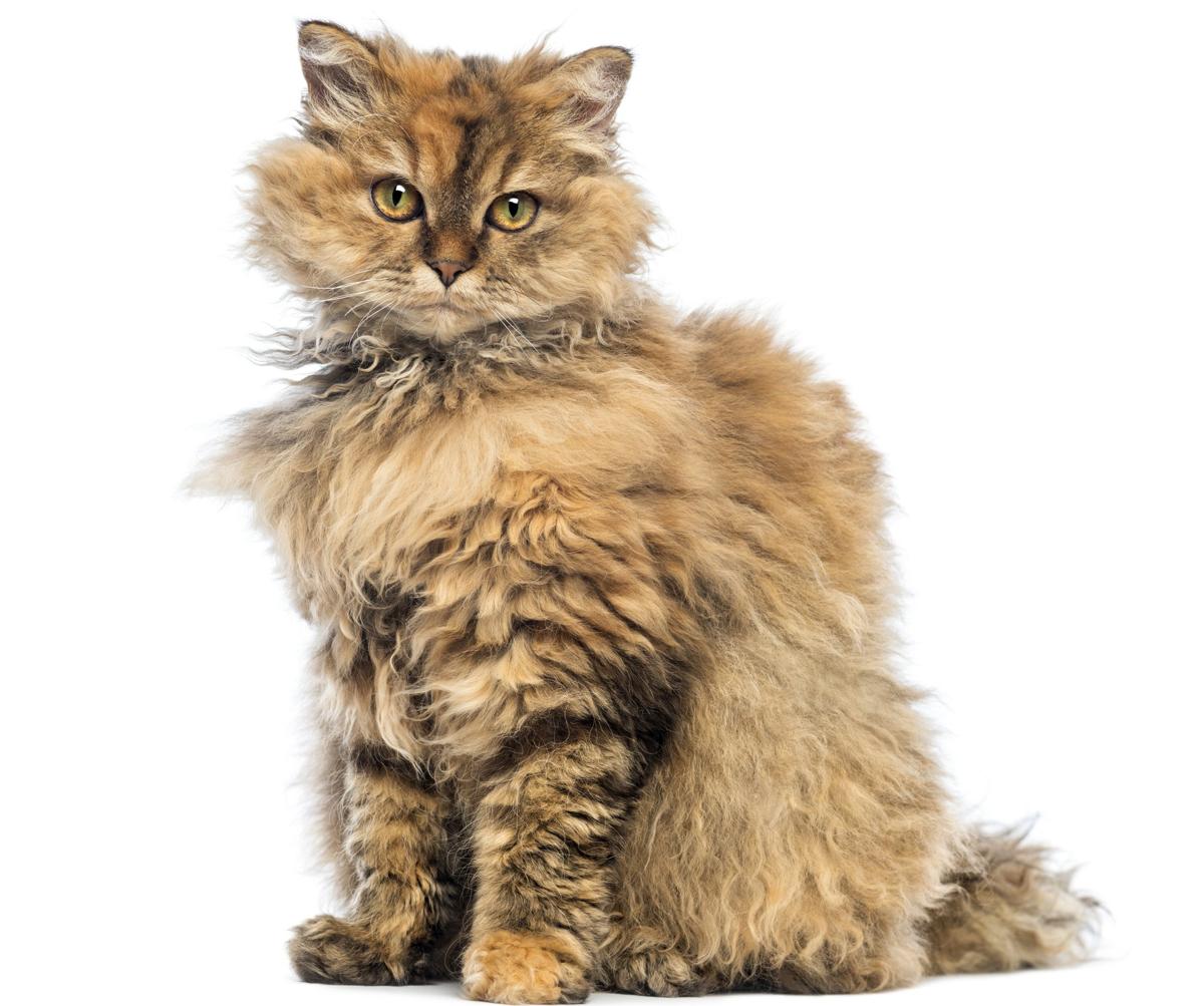types of calico cats