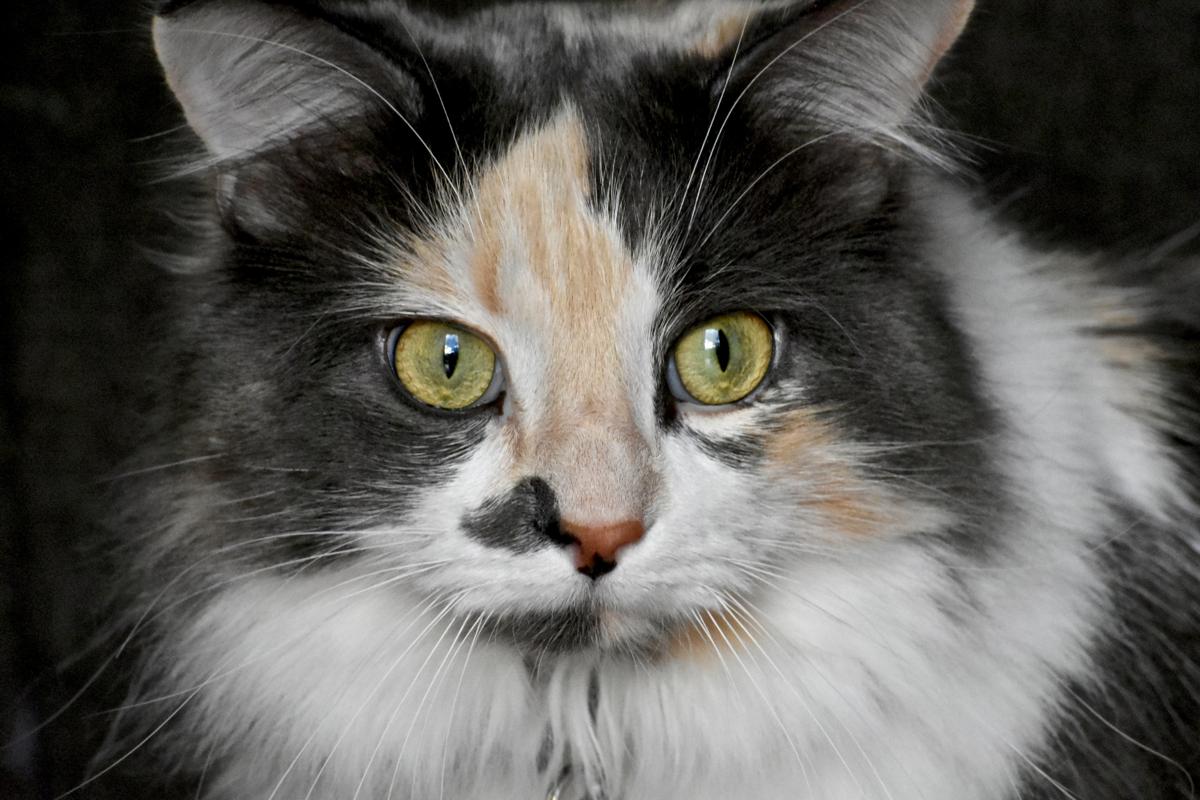 Calico Cat Breeds You'll Be Surprised to Know About
