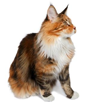 Ginger tortie Maine Coon cat