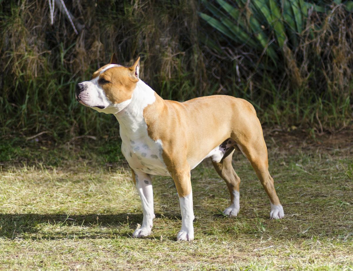 American Staffordshire Terrier Mix