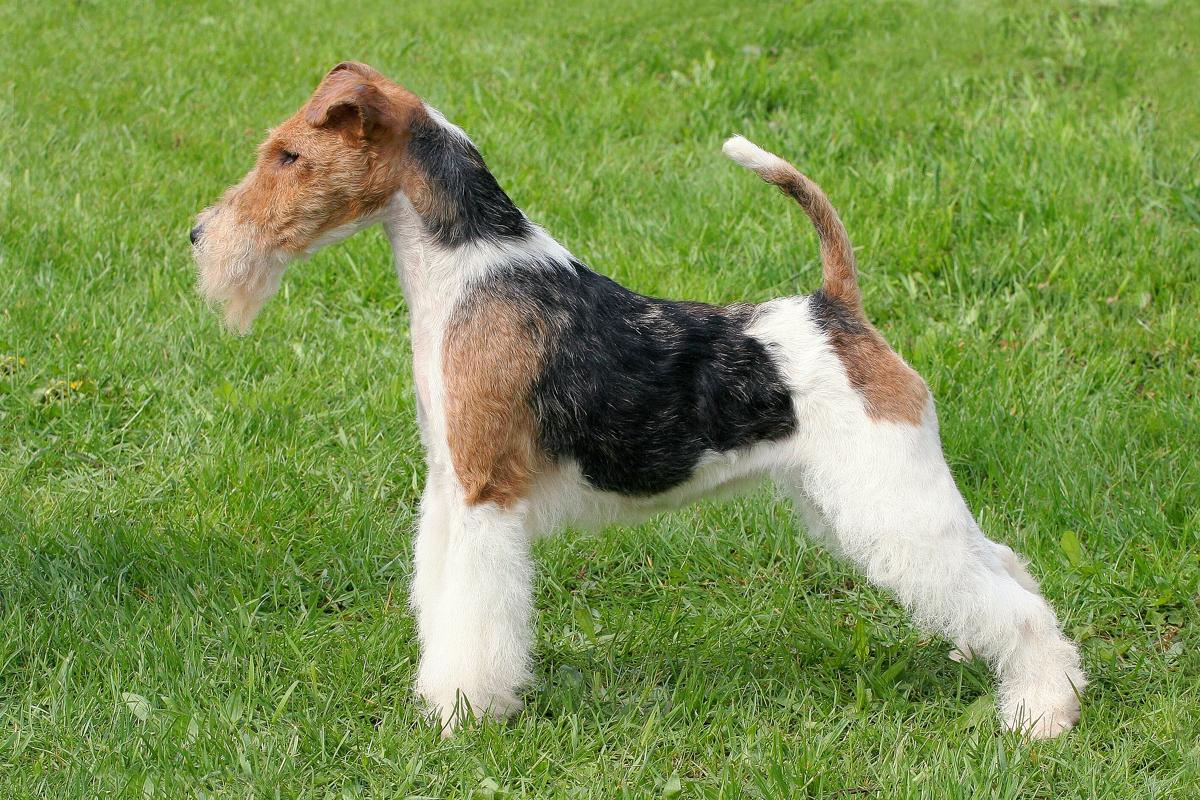 List Of Common Characteristics Shown By All Terrier Mix Breeds