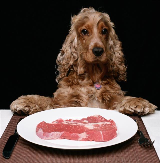 Raw meat for terrier dog