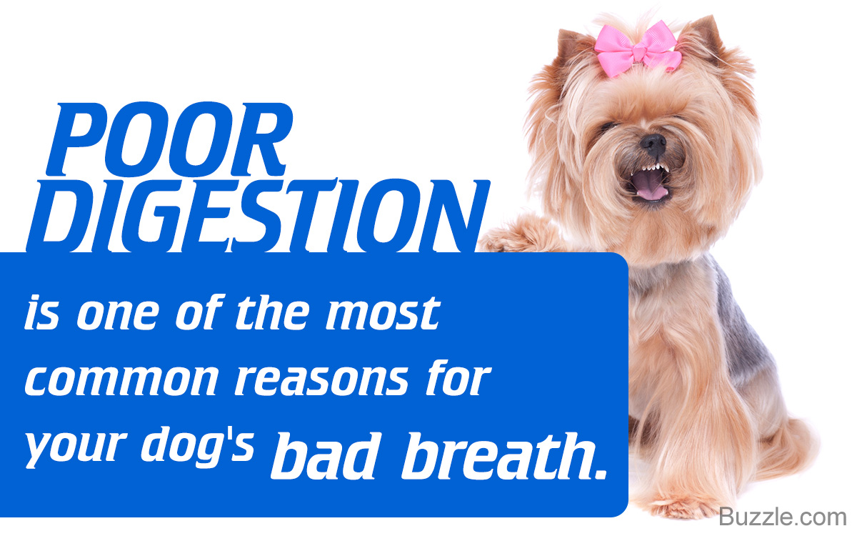 How to Get Rid of Bad Dog Breath