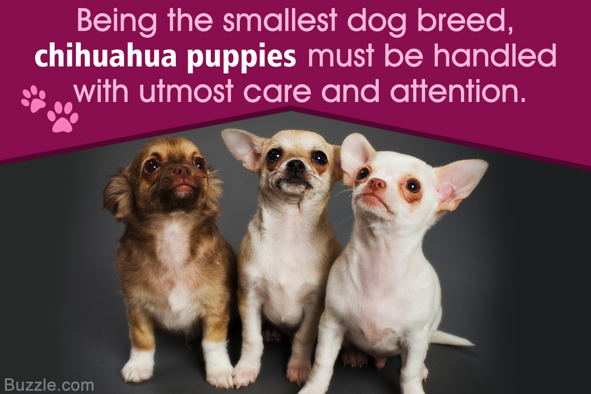 Here's How to Take Care of Chihuahua Puppies and Train