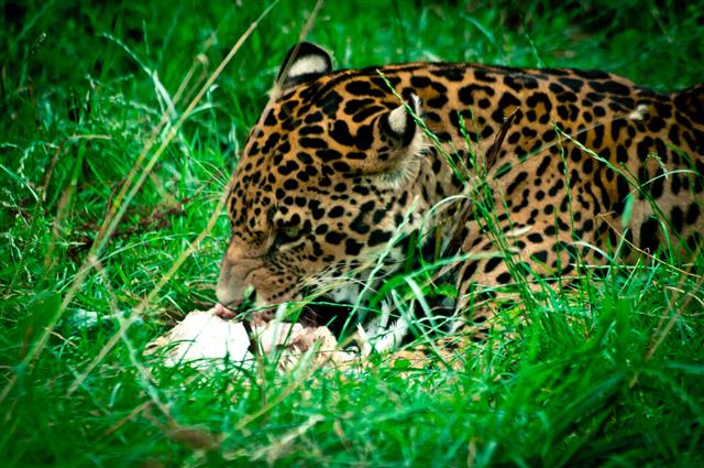 Jaguar eating prey