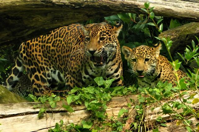 Jaguar and Cub