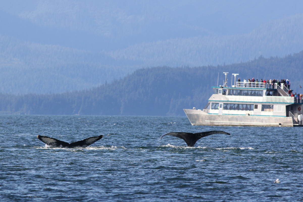 These are Certainly Some of the Best Shore Excursions in Alaska - US