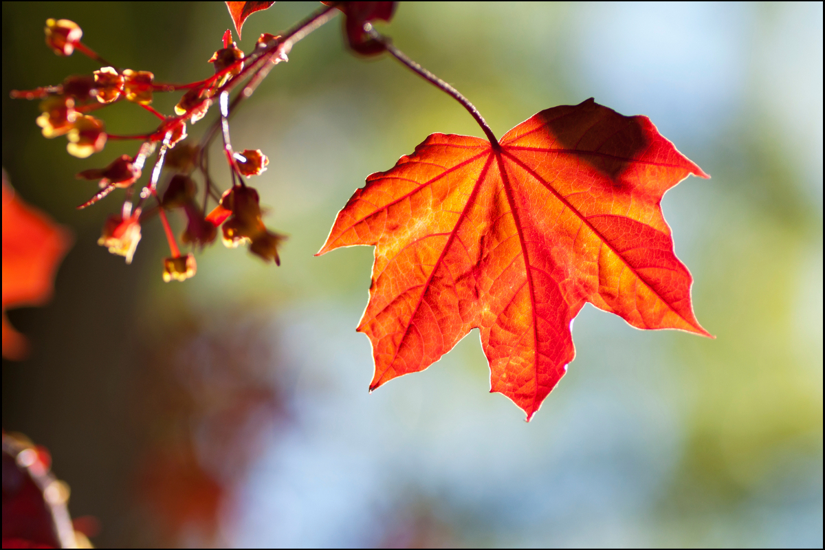 saundra parks red maple leaf