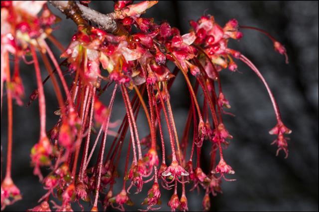 close-up of maple tree blooming with red blossoms