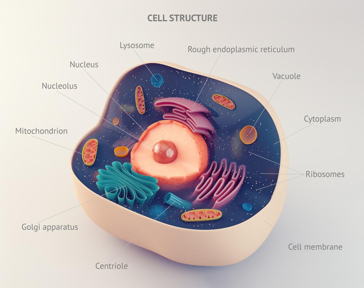 Cell Nucleus - Biology Wise
