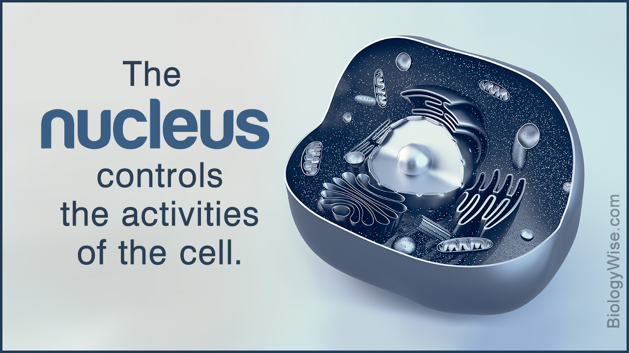Nucleus Cell nucleus