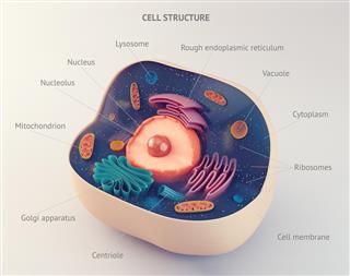 Anatomical structure of animal cell