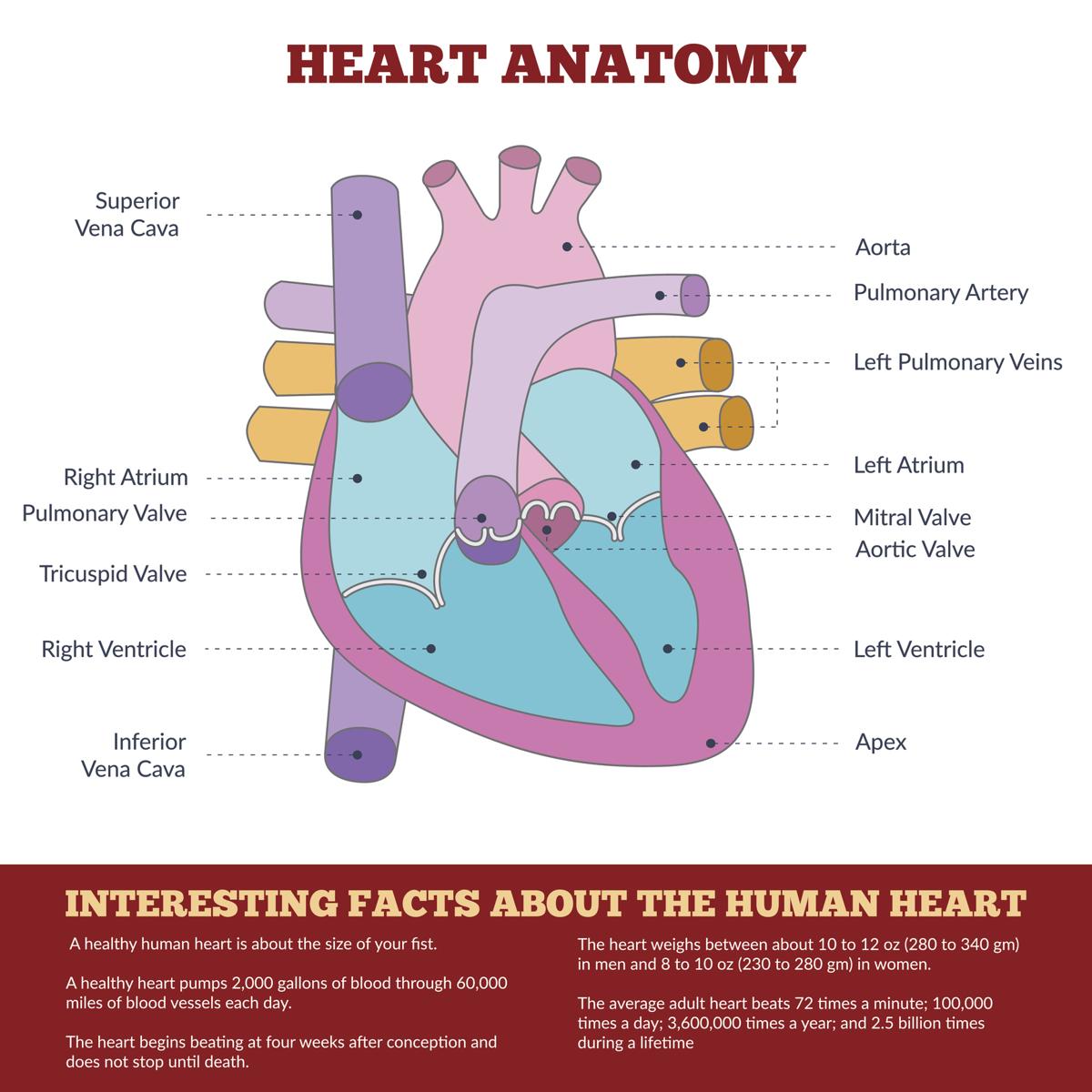 Function of the Heart - Bodytomy