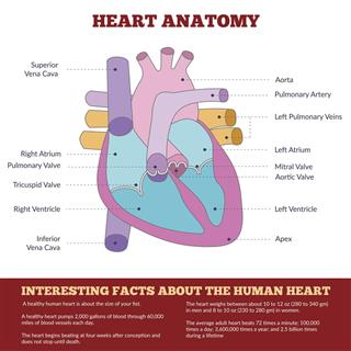 Human Heart  Structure