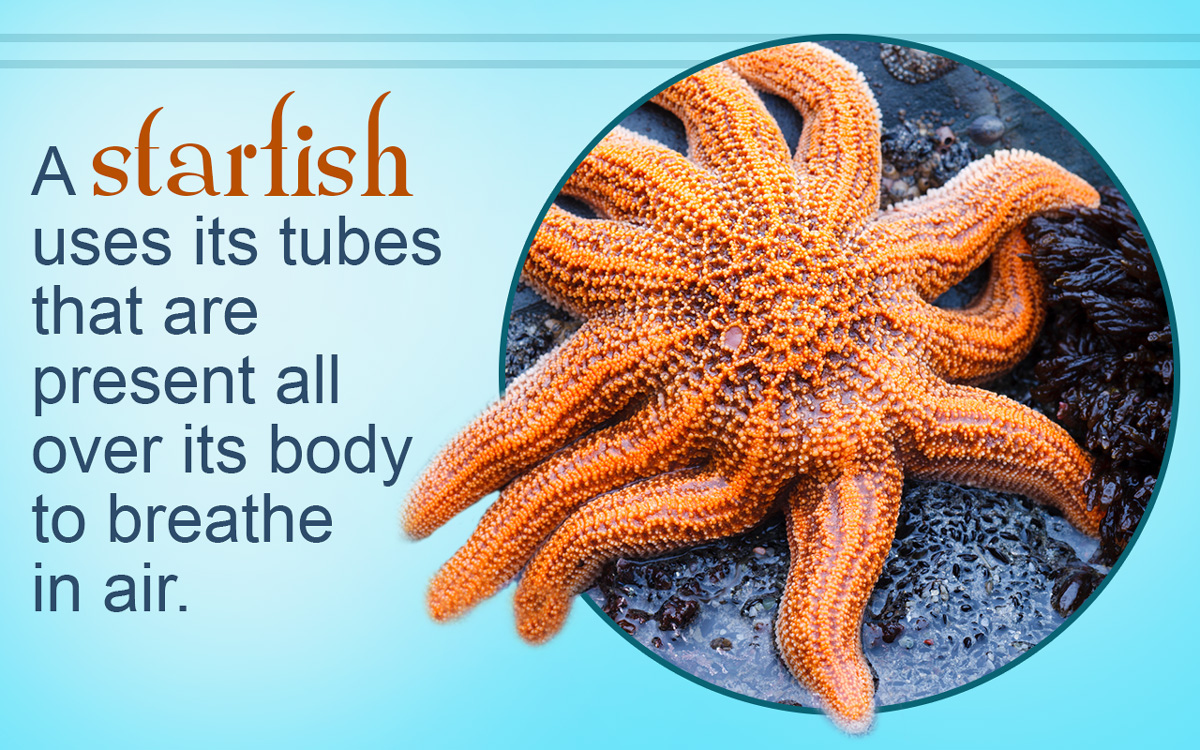 Starfish Facts for Kids