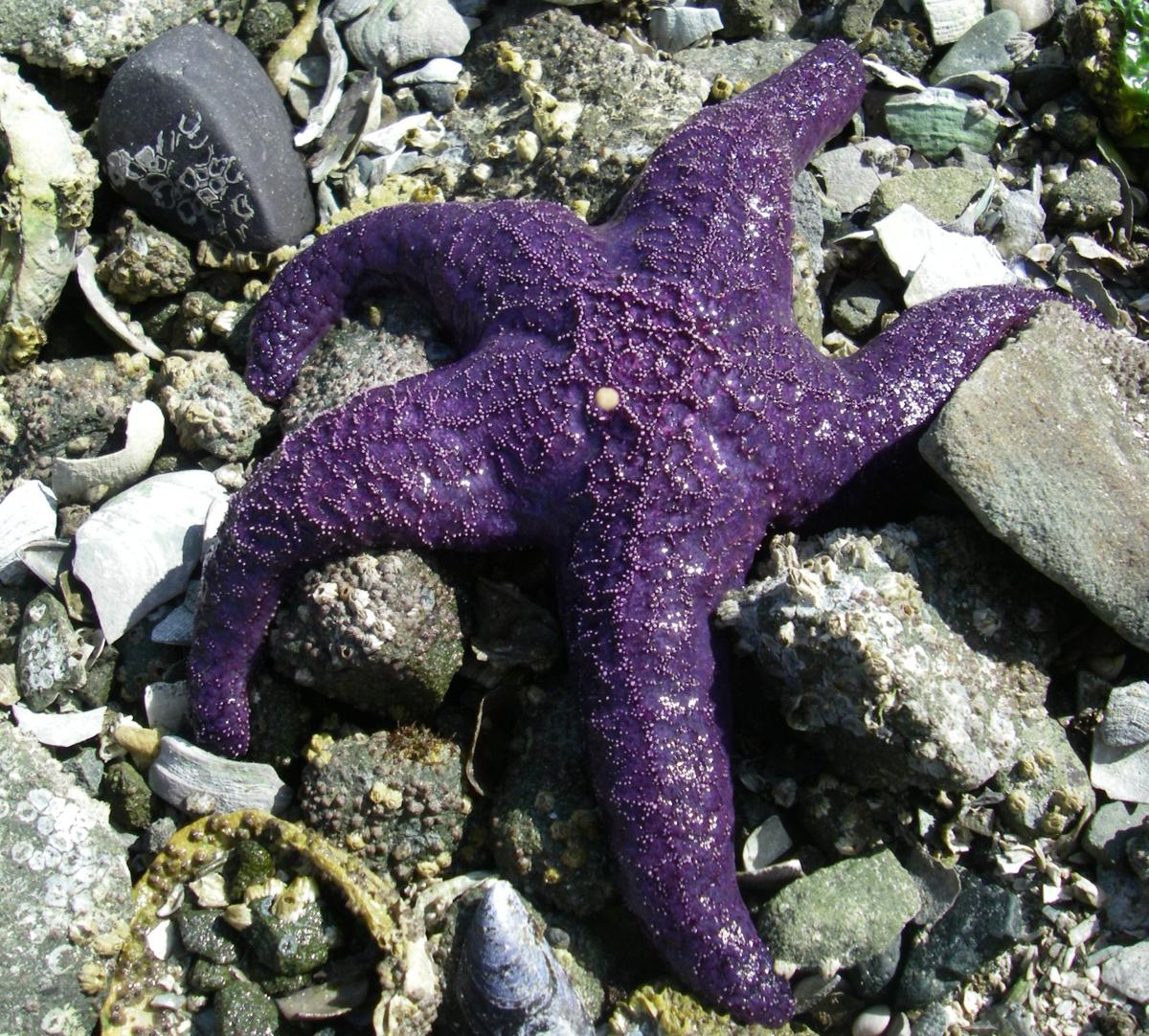 Starfish Facts for Kids - Animal Sake